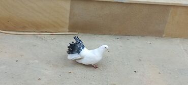 Göyərçinlər: Sari qara cutdu.sarinin ata anasi 6 saat ucur .cutu 45manata.pavlin 10 — 1