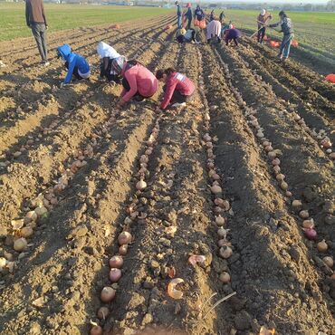 Овощи: Продаю семена лука лук луки манас высшего качество урук пияз пьяз — 9