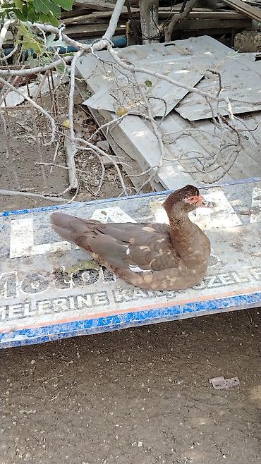 keci: Muscovy (indoutka) ördəyi – qəhvəyi rəngli, bədənində ağ ləkələr — 4
