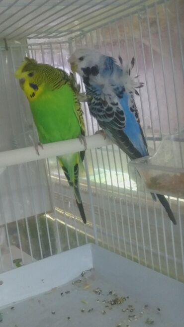 Tutuquşları: Yaponiclər cüt 50-60-70 azn — 7