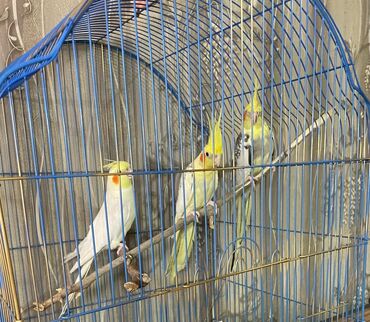 Tutuquşları: Salam. ENDİRİMLƏR🦜🐦 Qiymət dənə düşməmişlər 35 m başlayır — 2