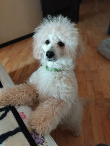 İtlər: Pudel — 1