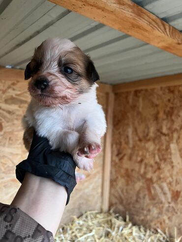 Продажа собак: Щенки (малыши на фото) - Возраст: совсем маленькие, уже открыли — 14