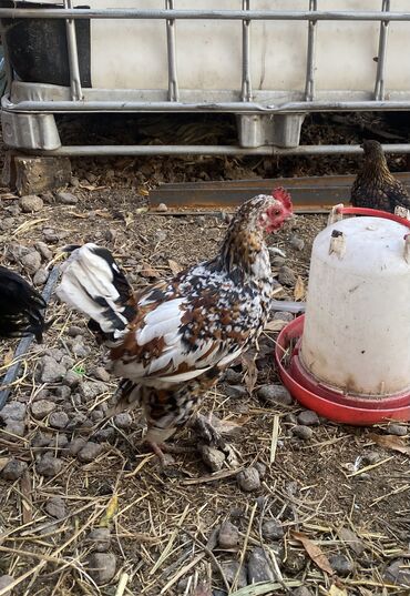 хорек купить: Продаю карликовых Петушков или меняю на карликовых курочек,корм