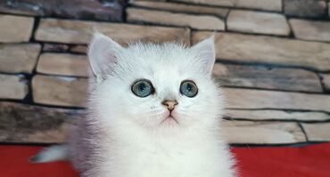 дом для кошек: Питомник Шотландских кошек предлагает к предварительному резерву