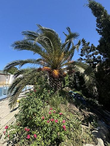 Деревья: Xurma (xurma xurması) ağacı – məhsuldar, dekorativ - Növ: Xurma — 4