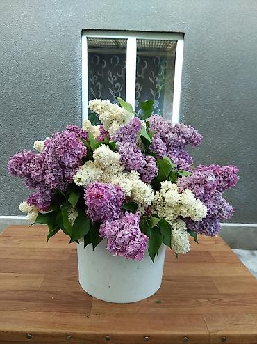 Сирень: Продаю саженцы. Сажать и пересаживать нижеперечисленное нужно весной — 20