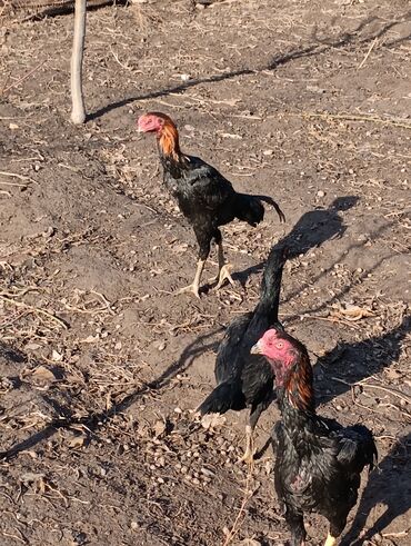 Куры, петухи: Продаю | Петух | Бойцовая, Дакан | На забой, Для разведения, Несушки — 12