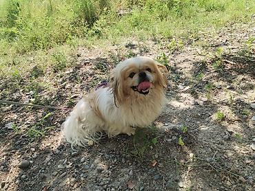 it satışı 2021: Pekines, 11 ay, Erkək, Peyvəndli, Ödənişli çatdırılma — 4