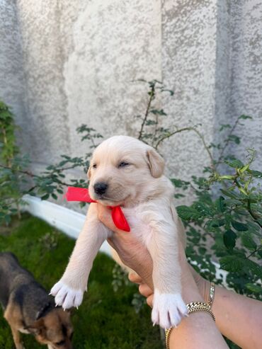 İtlər: Labrador-retriver, 1 il, Dişi, Ünvandan götürmə — 11