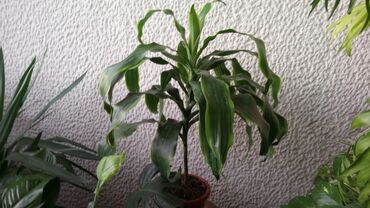 Ostale kućne biljke: Dracena Dorado, Drvo Života, velika biljka