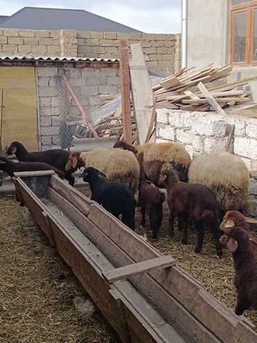 Qoyunlar, qoçlar: Dişi, Qala, il: 2, Ünvandan götürmə — 2