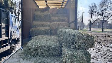 Корма для с/х животных: Сено в тюках 2 кос беде самовывоз - Формат: прямоугольные тюки — 2