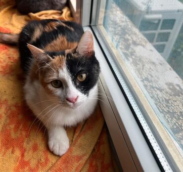 бенгальский леопардовый кот: Котята подростки 5-6 месяцев кострированы м привиты и стерилизованы