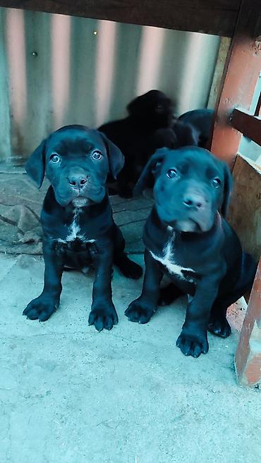 Продажа собак: Кане-корсо, 2 месяца, Самец, С прививкой — 4