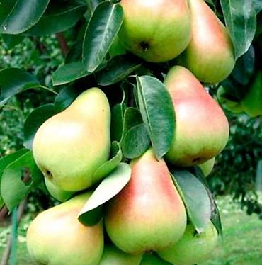 Груша: Плодовые деревья колоновидные яблонигруши персики at lalafo.kg — 7 Груша: Плодовые деревья колоновидные яблонигруши персики — 7