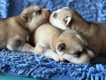 купить щенка курцхаара: Хаски, 1 месяц, Самец
