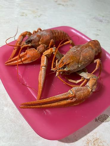раком: Раки речные - Живые раки, выловлены вручную. Крепкие клешни, плотный — 3
