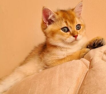 Pişiklər: Britan yastı qulaq, Erkək, Dişi, Yaxşı əllərə, Ünvandan götürmə, Pulsuz çatdırılma, Ödənişli çatdırılma — 107