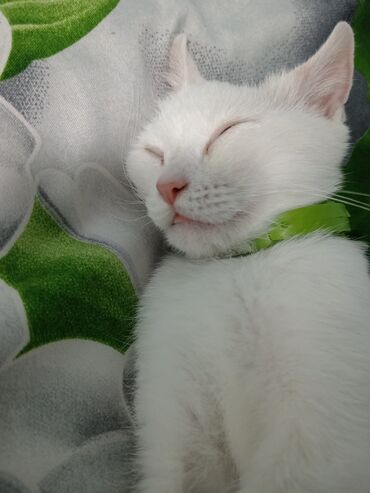 Pişiklər: Dişi, Yaxşı əllərə, Ünvandan götürmə — 7