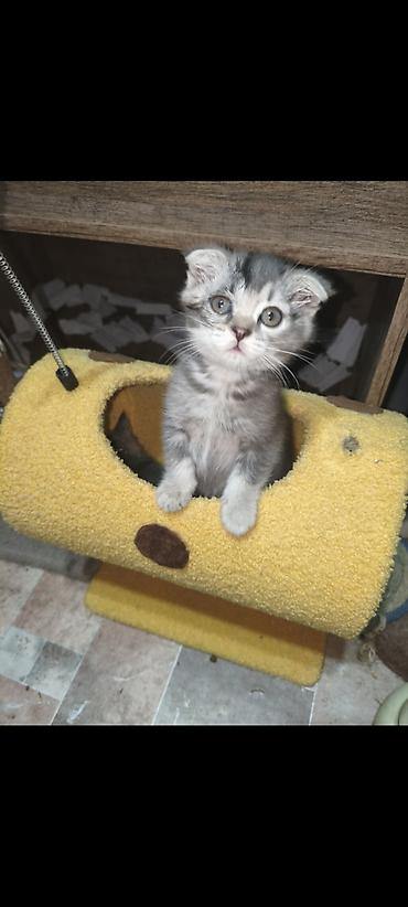 котята шиншиллы: Скотиш Страйт (Шотландская прямоухая), 1 месяц, Девочка, Серебристая шиншилла — 2