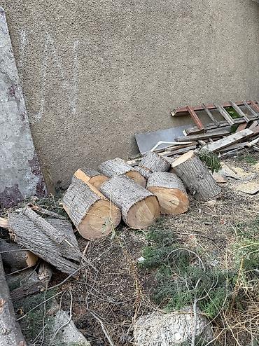 adam agaci: Şam agacları həyətdə kəsilib kötükləri kimə lazımdı gəlib aparsın — 2