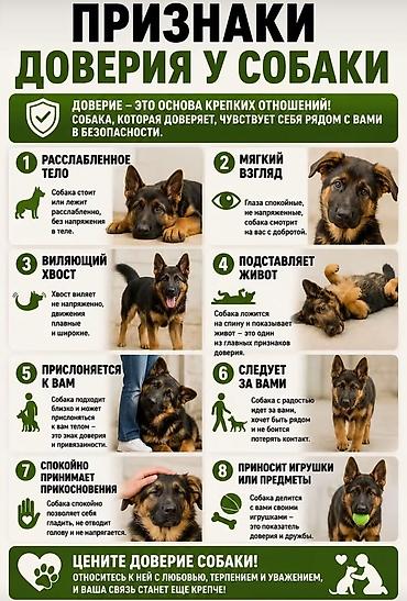 кой ош: Услуги кинолога: дрессировка, коррекция поведения и социализация — 5
