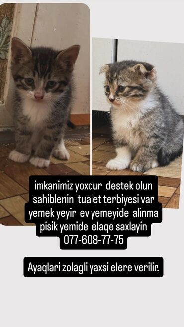 отдам котят в хорошие руки: Табби, В добрые руки