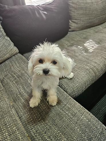 Pets & Animals: Na prodaju minijaturna zenkica maltezera starosti 6 meseci. Jako,jako — 10