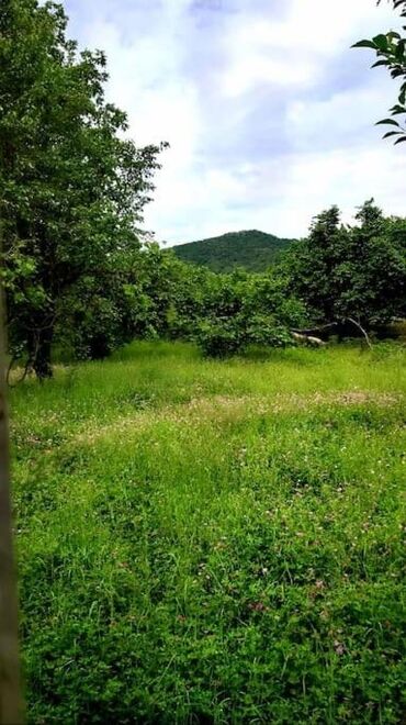 Bağ evlərinin satışı: Qəbələ, 170 kv. m, 6 otaqlı, Qaz, İşıq, Su — 3