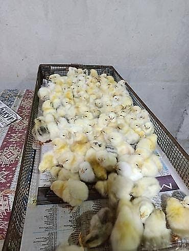 cucə yemləri: Toyuq cücələri, Ətlik — 2