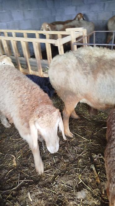 Баран, овца: Продаю | Овца (самка) | Для разведения | Матка — 1