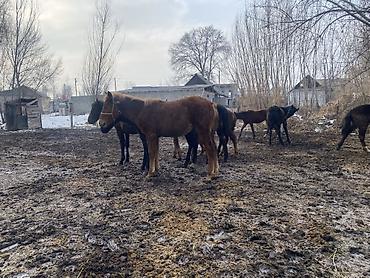 Лошади, кони: Продаю | Жеребенок | Полукровка | Рабочий — 12