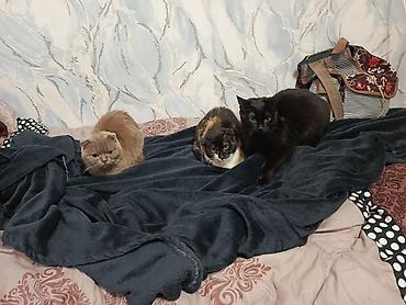 Pişiklər: Şotland — 14