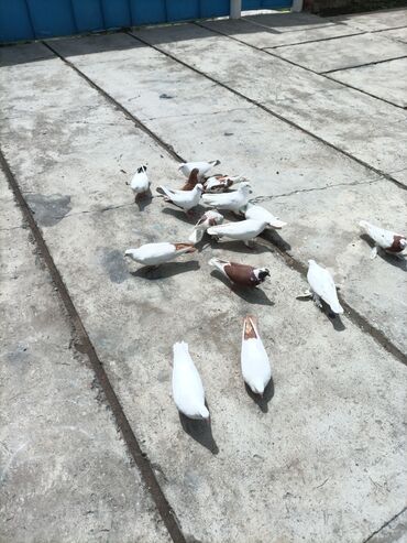 птицы и голуби: Продам голубей молодняк бакинцы белый краснохвостый чернохвостый