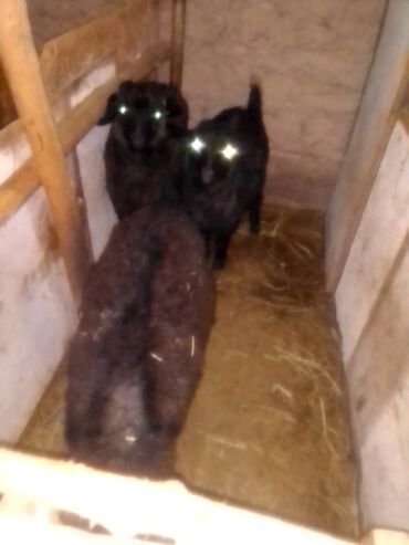 Козы, козлы: Продаю | Козлёнок | Для разведения — 4