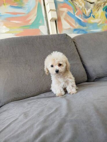 Psi: Bišon pudla štenci Štenci bi-pu, kombinacija bišon-pudla, stari 2 — 18