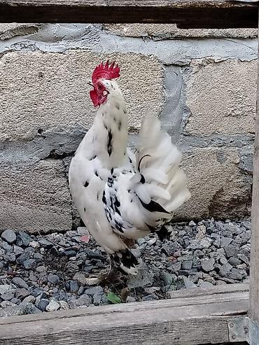 Toyuqlar: Toyuq, Damazlıq — 4