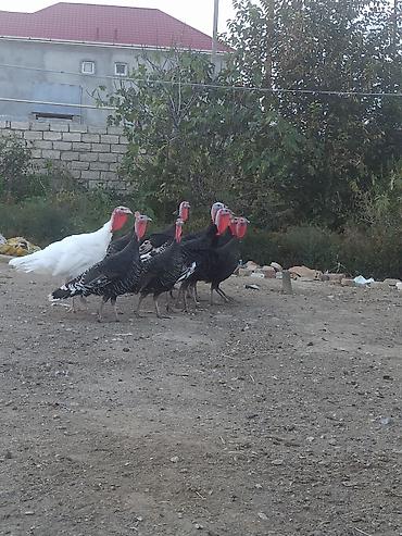 bildirçin əti satışı: Dişi, Ətlik, Ödənişli çatdırılma — 3