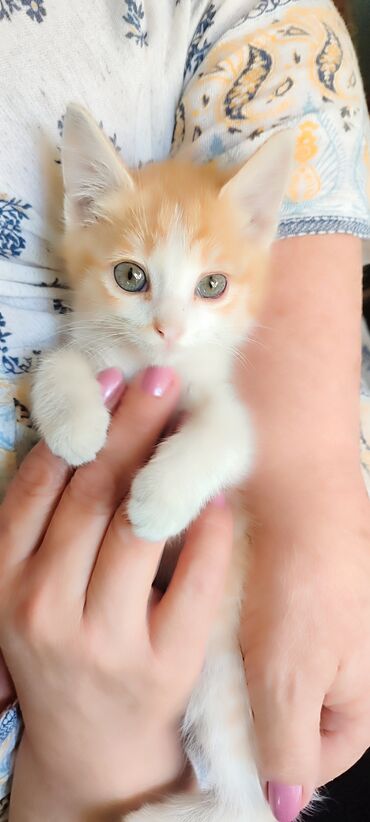 манчкин кошки: 2 месяца, Мальчик