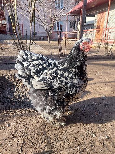 Куры, петухи: Продаю | Куры | Брама | Для разведения at lalafo.kg — 21 Куры, петухи: Продаю | Куры | Брама | Для разведения — 21