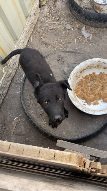 домики для собаки: Собака даром: Овчарка, 3 месяца, Самец at lalafo.kg домики для собаки: Собака даром: Овчарка, 3 месяца, Самец