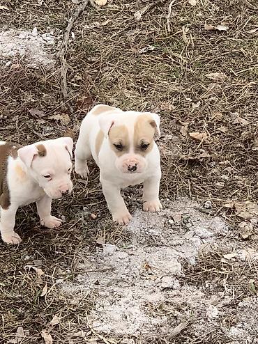 Продажа собак: Питбуль, 1 месяц, Самец — 3