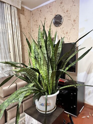 трехгранный кактус молочай: Комнатные растения и приукрасить уголок можно для салона и кафе