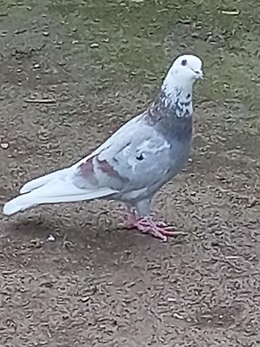 Erkeydir yayda tutulub unvan Neftçala rayonu lalafo.az -da Erkeydir yayda tutulub unvan Neftçala rayonu