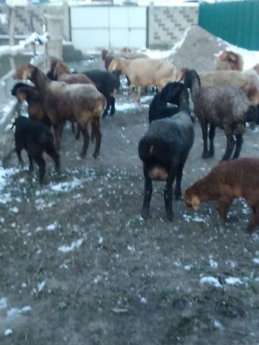 Баран, овца: Продаю | Овца (самка), Ягненок, Баран (самец) | Полукровка | На забой, Для разведения, Для шерсти | Племенные, Котные, Матка — 9