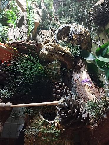 Животные: Unikal şaquli terrarium/volyer – dekorativ ağac gövdəsi və təbii — 7