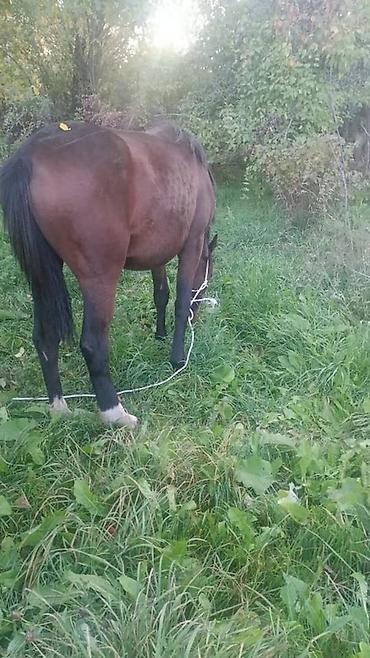 Лошади, кони: Продаю | Кобыла (самка) | Полукровка, Английская | Для разведения, Конный спорт — 9