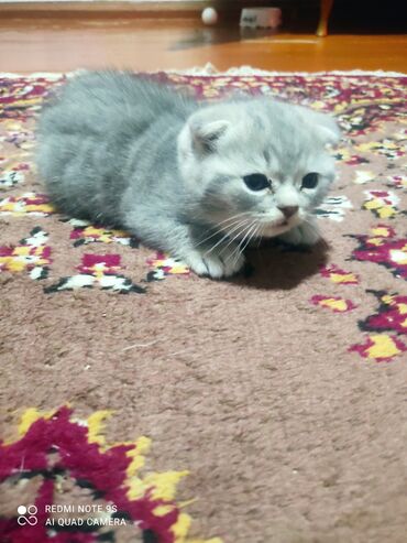 Pişiklər: Şotland, Erkək, Dişi, Yaxşı əllərə, Ünvandan götürmə — 22