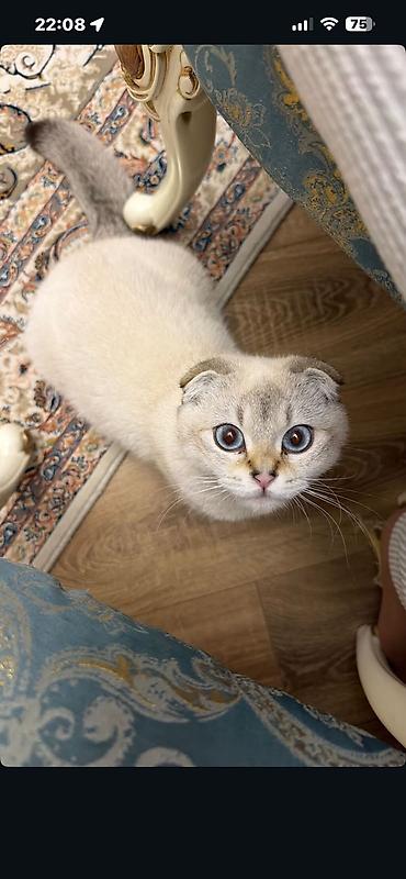 scottish fold satilir: Şotland yastı qulaq, Yaxşı əllərə — 3